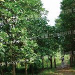 height_tree01.jpg